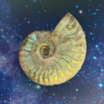 Iridescent Ammonite Specimen B