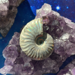 Iridescent Ammonite Specimen B
