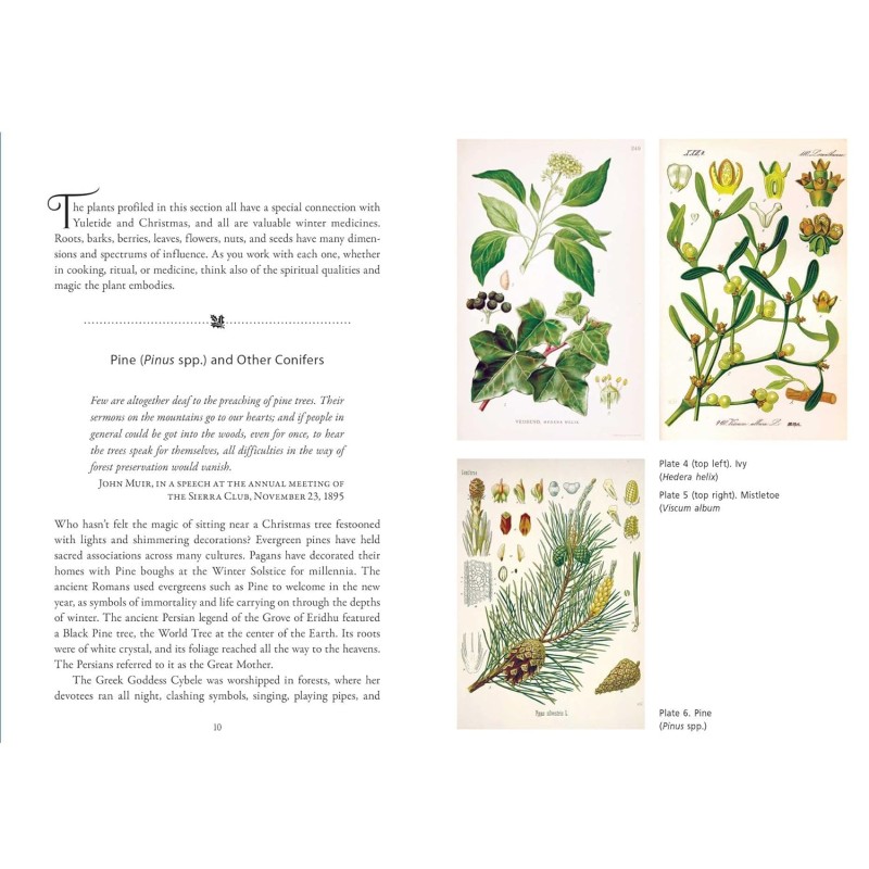 Sacred Herbs of Yule and Christmas - Ellen Evert Hopman Sacred Herbs of Yule and Christmas - Ellen Evert Hopman