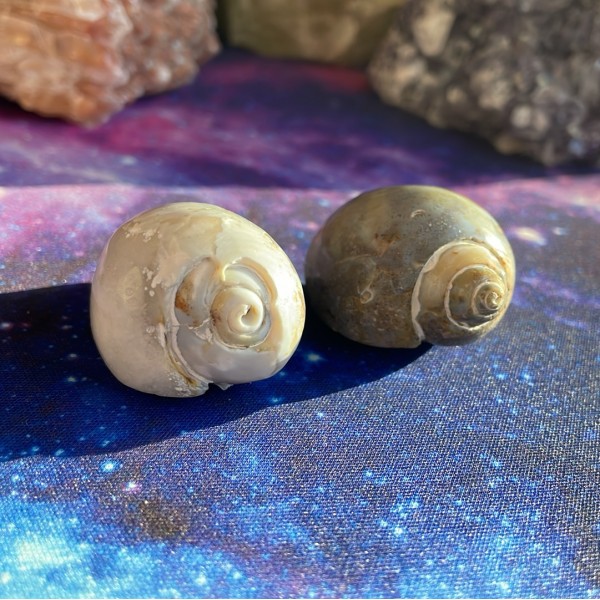 Coquille d’escargot fossilisée