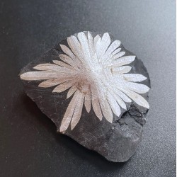Chrysanthemum Stone Specimen A