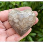 Corail fossile Puffy Heart