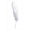Divine Feather Messenger - Alison DeNicola Divine Feather Messenger - Alison DeNicola