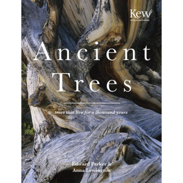 Ancient Trees - Anna Lewington