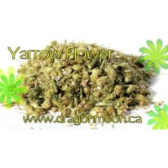 Yarrow Flower Yarrow Flower