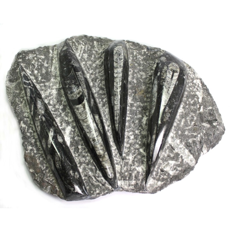 Orthoceras fossile plaque spécimen Orthoceras fossile plaque spécimen