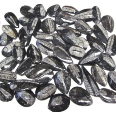 Orthoceras fossile, Mini Orthoceras fossile, Mini