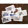 Spirit Animal Cards - Sue Lion Spirit Animal Cards - Sue Lion