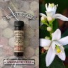 Wicked Good Oil: Neroli Wicked Good Oil: Neroli