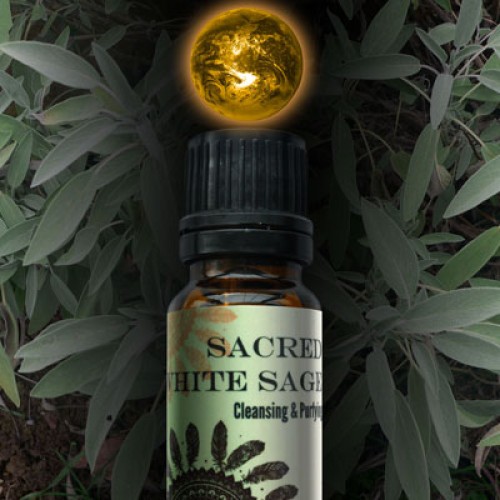 Huile de sauge blanche sacrée Huile de sauge blanche sacrée