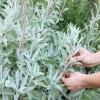 Spray anti-bruit : Sauge blanche Spray anti-bruit : Sauge blanche