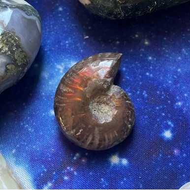 Red Ammonite Specimen A Red Ammonite Specimen A
