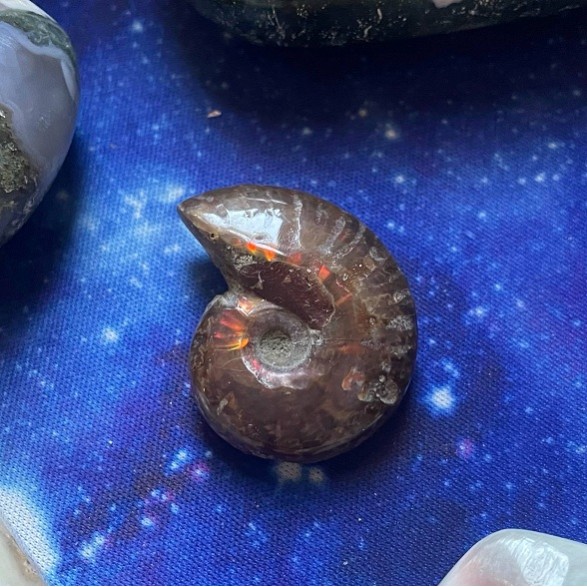Red Ammonite Specimen A Red Ammonite Specimen A