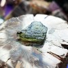 Moldavite Specimen F ~ Spiritual Transformation