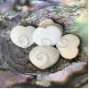 Coeur de coquillage de Shiva
