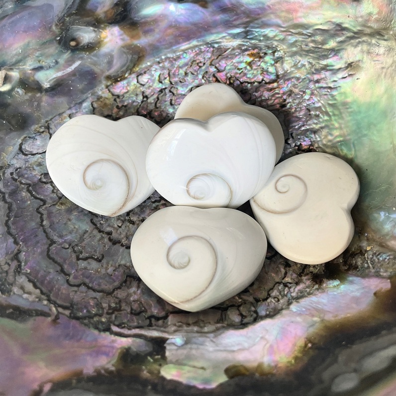 Coeur de coquillage de Shiva