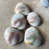 Coeur de coquillage de Shiva