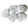 Coeur de coquillage de Shiva