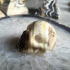 Crâne de zèbre en onyx noir et calcite jaune A