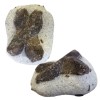 Spécimen de staurolite Spécimen de staurolite