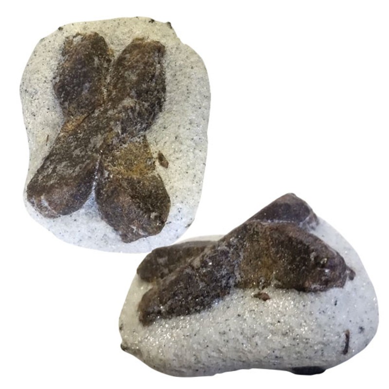 Spécimen de staurolite Spécimen de staurolite
