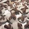 Spécimen de staurolite Spécimen de staurolite