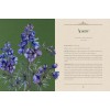 Plantes enchantées - Varla A. Ventura