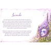 Cartes Oracle des Huiles Essentielles - Dennis Moeck Cartes Oracle des Huiles Essentielles - Dennis Moeck