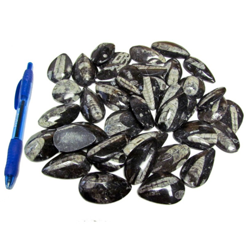 Orthoceras fossile, Mini Orthoceras fossile, Mini