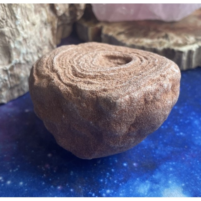 Spécimen de stromatolite Spécimen de stromatolite